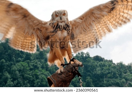 an owl, a predatory bird or a bird of prey