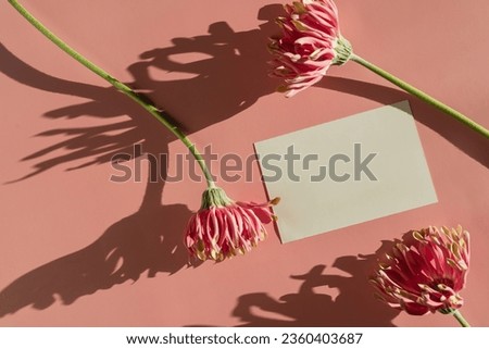 Blank paper card sheet, pink gerber flowers on bright salmon pink background with aesthetic sunlight shadow silhouette. Luxury social media, web branding template with copy space, clipping path