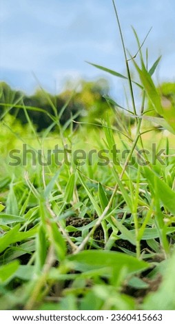 Grass Pictures took from  Ground