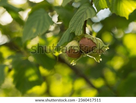 Fresh hazelnuts on a branch with green leaves Royalty-Free Stock Photo #2360417511
