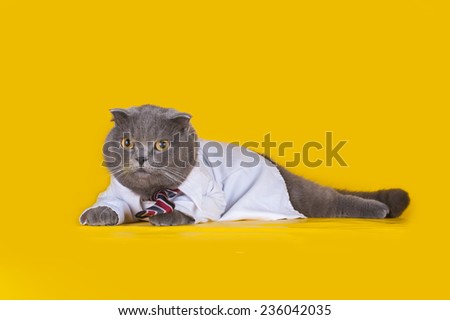 cat dressed as a manager on a yellow isolated background