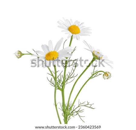 Chamomile flower isolated on white background. Camomile medicinal plant, herbal medicine. Three chamomile flowers with green stem and leaves. Royalty-Free Stock Photo #2360423569