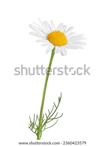 Chamomile flower isolated on white background. Camomile medicinal plant, herbal medicine. One single chamomile flower with green stem and leaves.