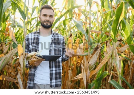 A male farmer or agronomist is working in a corn field. The concept of agriculture.