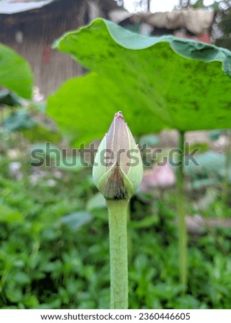 
The picture shows a close-up of a lotus flower bud growing out of a lotus plant. The lotus plant is green and has large, round leaves.