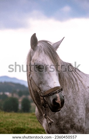 close up photo of a head of white horse in the village or farm field. 