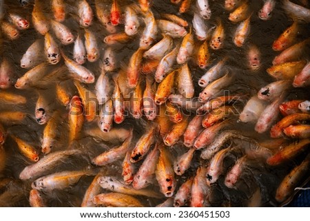 Ruby fish in the river Backgrounds for advertisements and wallpapers in aquatic and freshwater fishing scenes. Actual images in decorating ideas.
