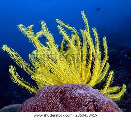 A Yellow Feather star also known as Oxycomonthus bennetti Dauin Philippines