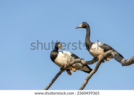 A pair of Magpie geese perched on a tree branch
