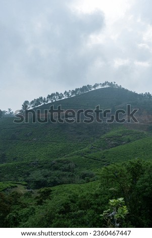 beautiful natural scenery estate cultivation green black herbal hot tea beverage aromatic wallpaper background india Assam Turkish srilanka China mountain hilly terrain tourism mist fog valley 