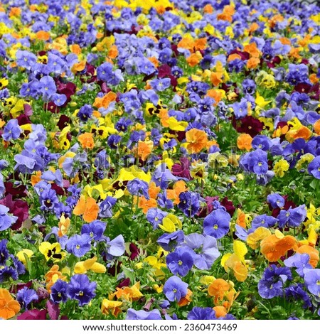Multicolor pansy flowers or pansies as background or card. Field of colorful pansies with white yellow and violet pansy flowers on flowerbed in perspective. Royalty-Free Stock Photo #2360473469