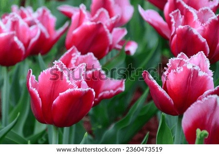 Picture of beautiful tulips on shallow deep of field. Purple field of blooming spring tulips