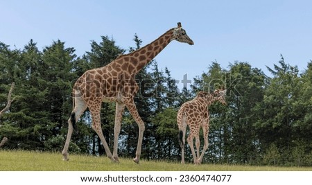 2 giraffes in the wild