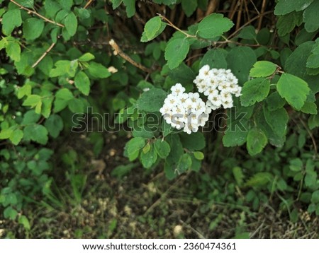 A white flower, exact species unknown. Possibly asian meadowsweet (Spiraea Trilobata). Royalty-Free Stock Photo #2360474361