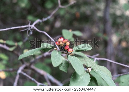 It resembles a type of viburnum that has entered the fruiting period. It could be the wayfaring tree aka mealytree. (Viburnum Lantana?) Royalty-Free Stock Photo #2360474447