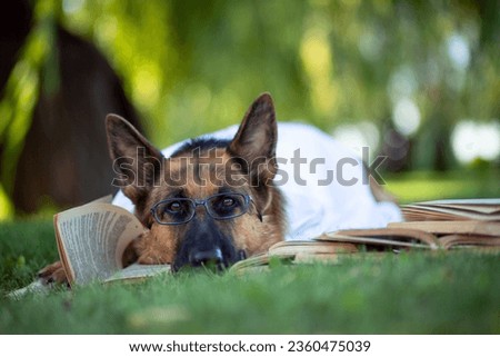 A German shepherd in a white shirt and glasses lies on the green lawn in the park and reads books