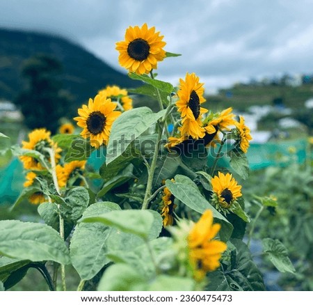 A beautiful picture of sunflower from the gardens of Vattavada