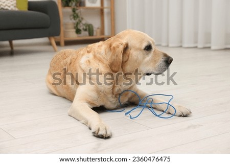 Naughty Labrador Retriever dog near damaged electrical wire at home Royalty-Free Stock Photo #2360476475
