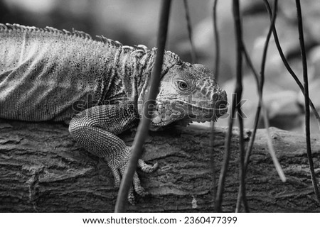 Black and white green iguana or Common iguana in the Paris zoologic park, formerly known as the Bois de Vincennes, 12th arrondissement of Paris, which covers an area of 14.5 hectares in the Paris zool Royalty-Free Stock Photo #2360477399