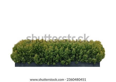 CHAMAECYPARIS LAWONIANA or ELLWOOD'S GOLD isolate on white background. Juniperus communis, the common juniper, is a species of small tree or shrub in the cypress family.