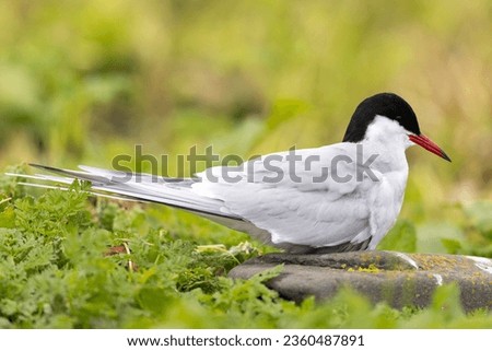 The Arctic tern (Sterna paradisaea) is a tern in the family Laridae.
 Royalty-Free Stock Photo #2360487891
