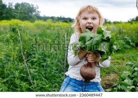 Child's exploration of nature: A joyful moment on the family farm with homegrown beets