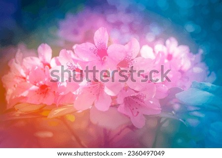 Selective focus on rhododendron, branch with pink flowers