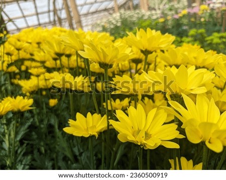 yellow chrysanthemum flowers in the greenhouse