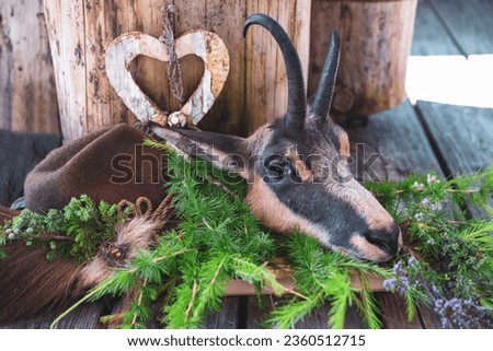 happy hunting of a chamois trophy from a old abnormal male - the celebration of the trophy after the hunt at summer on the mountains Royalty-Free Stock Photo #2360512715