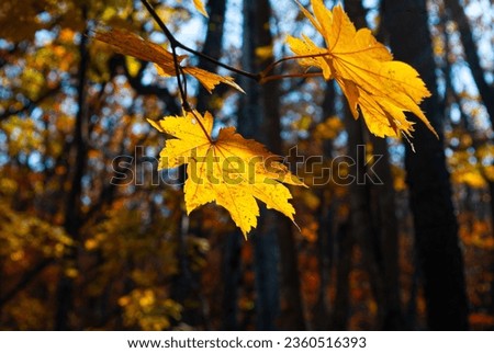 Selective focus. Autumn leaves. Beautiful autumn background. October