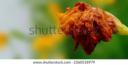 Marigold blurred background with space for text.