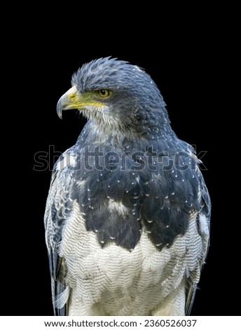 Black-chested buzzard-eagle on black background