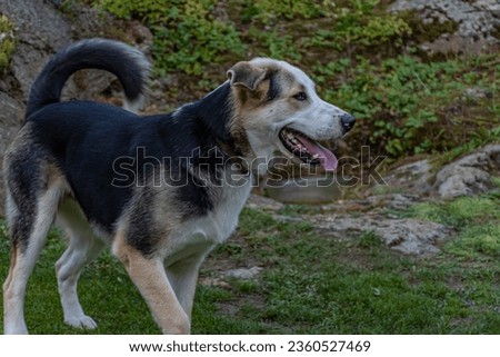 young male dog in garden summertime