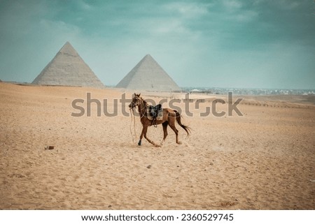 horse riding at pyramid of giza 