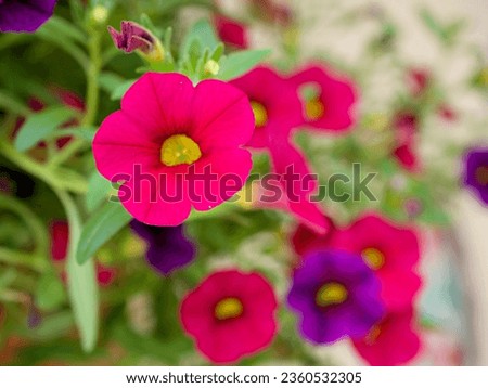 Pink-red flower Calibrachoa petunia Million bells ,Trailing petunia ,Superbells ,seashore smaller flowers ,Solanaceae hybrid tiny blooming in summer colorful for pretty background ,macro image 
