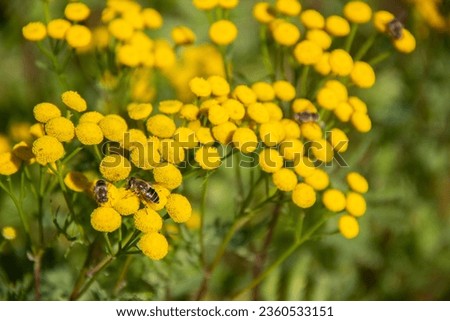 Bees on a yellow flower collect nectar.