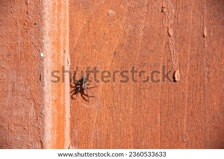 An ordinary house spider, a picture on the wall.