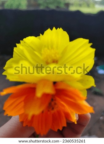 Manga nari flower yellow and orange 