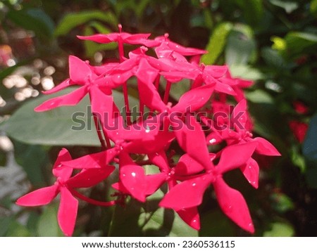 Flower consists of a floral axis upon which are borne the essential organs of reproduction  Royalty-Free Stock Photo #2360536115