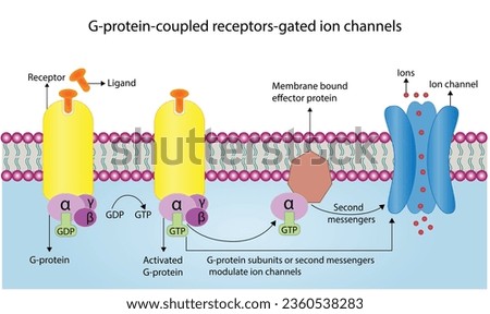 TYPES-OF-RECEPTORS Stock Vector Images - Avopix.com