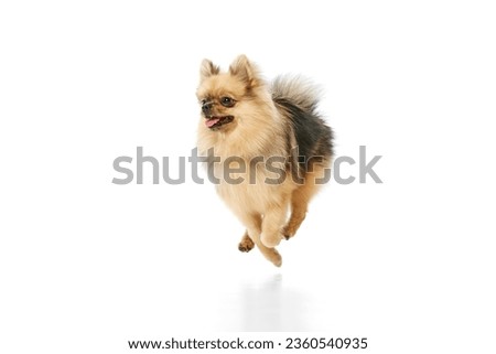 Beautiful, positive, purebred pomeranian spitz dog walking over white studio background. Concept of domestic animals, care, pet love, vet. Copy space for ad Royalty-Free Stock Photo #2360540935