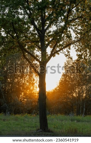 Tree - oak (Quercus) by a dirt sandy road at sunset