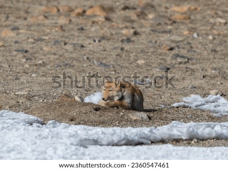Tibetan sand fox from North Sikkim