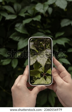 A woman's hand holds a mobile phone and photographs the green leaves of plants. Macro photography concept