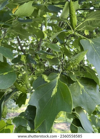 variegated leaves and seedheads of Liriodendron tulipifera 'Purgatory' (Variegated Tulip Tree) in late summer Royalty-Free Stock Photo #2360558585