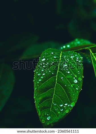 A green leaf, nature's masterpiece, dances in sunlight. Its chlorophyll-filled cells capture energy, symbolizing life's resilience and renewal.