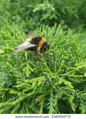 Conifer bushes shines and light deep green colour. Bees 🐝 around the conifer  bushes looks nice.this plant evergreen but growing very slow.gardener needs to know from planning a garden choose conifer Royalty-Free Stock Photo #2360564719