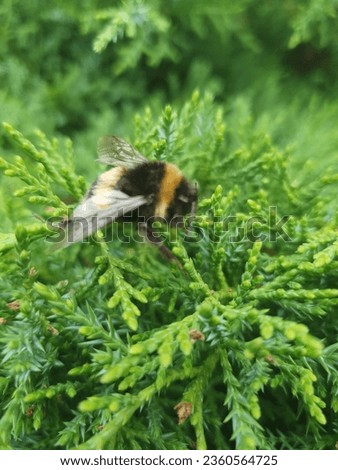 Conifer bushes shines and light deep green colour. Bees 🐝 around the conifer  bushes looks nice.this plant evergreen but growing very slow.gardener needs to know from planning a garden choose conifer Royalty-Free Stock Photo #2360564725