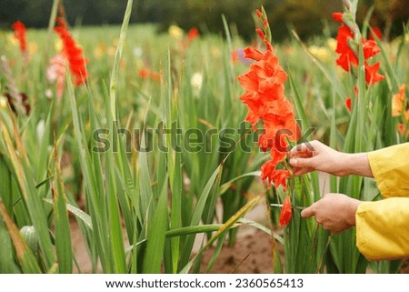 Gardener's hand cuts gladioli in field Royalty-Free Stock Photo #2360565413