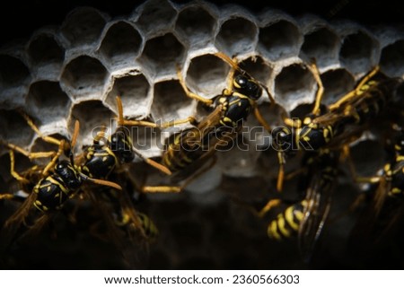 wasp is any insect of the narrow-waisted suborder Apocrita of the order Hymenoptera  Royalty-Free Stock Photo #2360566303